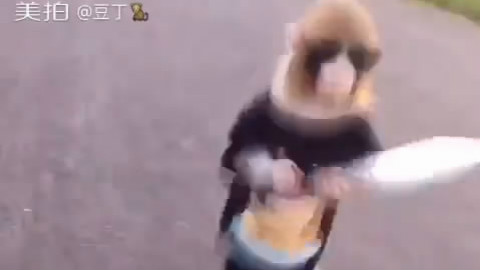 疯狂的猴子